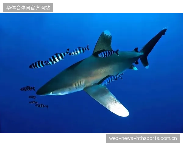 戴维斯南湾十八点四：从“神秘”到“精彩”的海洋秘密解密